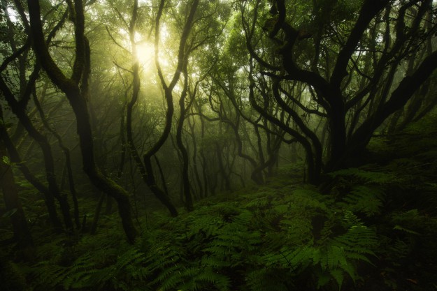 Enchanted-Green-Forest-85360559