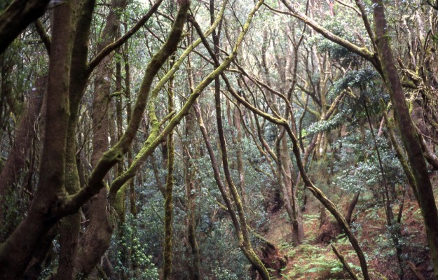 Las wawrzynowy (Laurisilva)