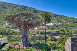 Millennial Drago Tree