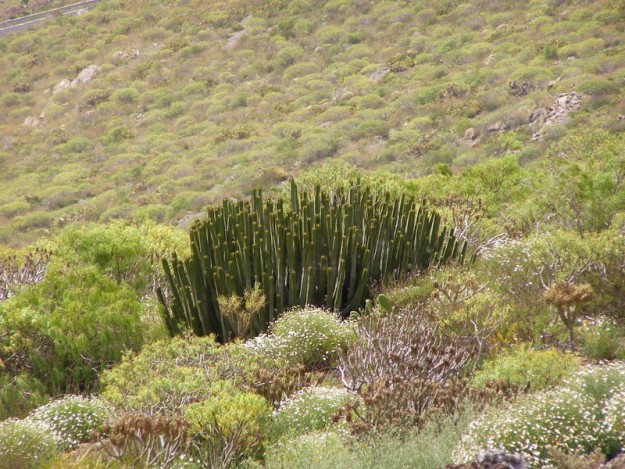 Wilczomlecz kanaryjski (Cardon)