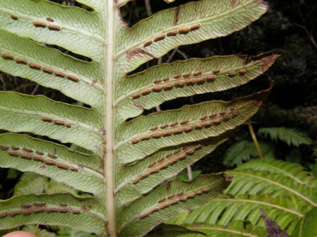 Woodwardia radicans